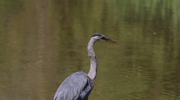 istock A great blue heron hunting fish in a pond filled with its reflections on green, calm surface of the pond 2221592719