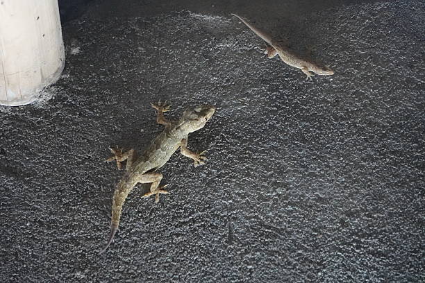 istock Two Lizards on Dark Textured Surface Near White Pole in Shaded Area 2221594506