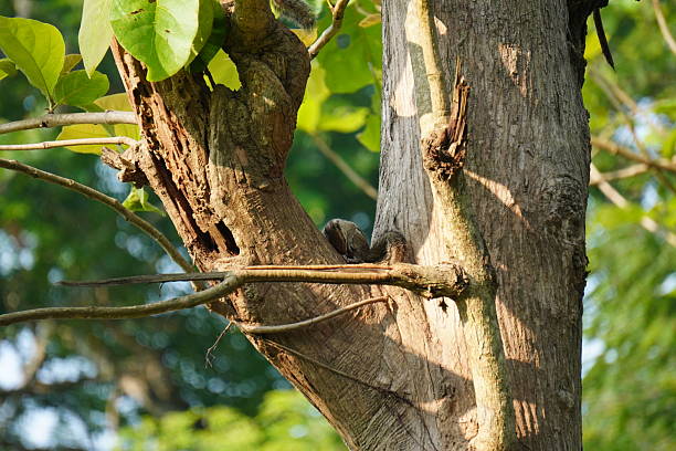 istock Camouflaged Lizard on Tree Trunk in Sunlit Forest Foliage 2221595033