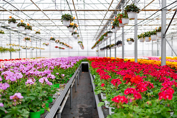 istock Vibrant Flowers in a Greenhouse 2221595413