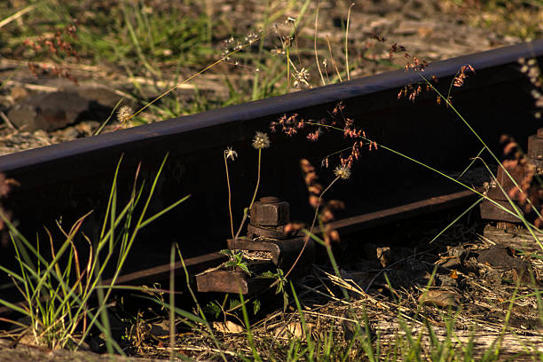 Overgrown train tracks: Nature reclaiming urban decay, contrasting metal and vibrant vegetation. Symbolizes time and railway abandonment in Brazil