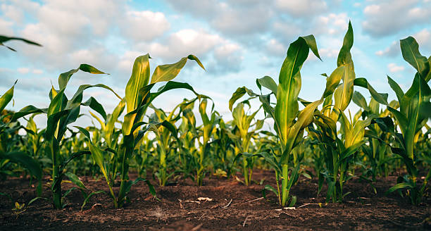 istock Cultivated corn crop field in summer sunset 2221597823