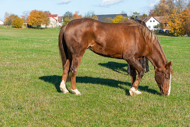 Close up of Horse´s Head when Grazing on Pasture