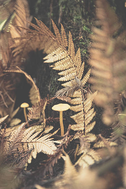 Mushroom amidst the fern