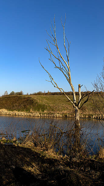 istock A Beautiful Spring Landscape Featuring Burnt Grass Alongside a Serene River in a Picturesque Setting 2221601900