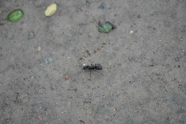 istock A Black Ant on Rough Ground with Scattered Leaves and Debris 2221602082