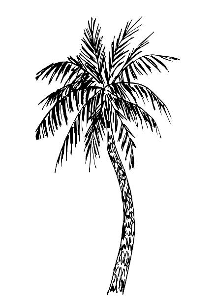 istock Hand drawn vector illustration with black outline. Palm tree, tropical plants, nature. Summer vacation, tourism. Ink sketch. 2221605459