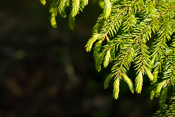 Close up view of young spruce tips in nature with copy space