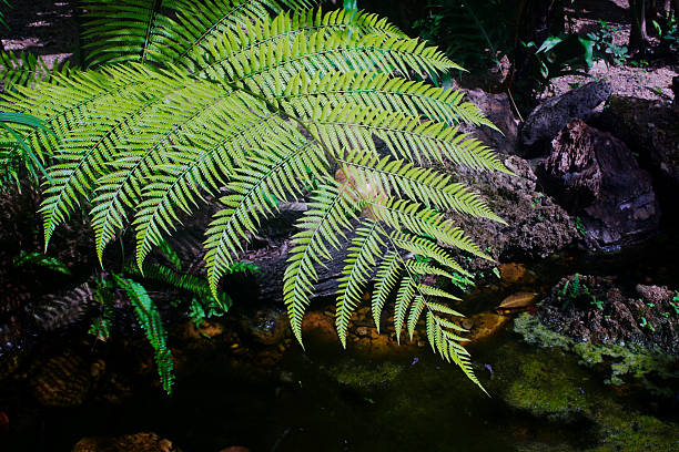 Fern leaf close up shot with dark background