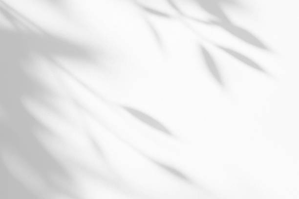 istock Graceful, overlapping shadows of leaves on a white canvas. 2221609153