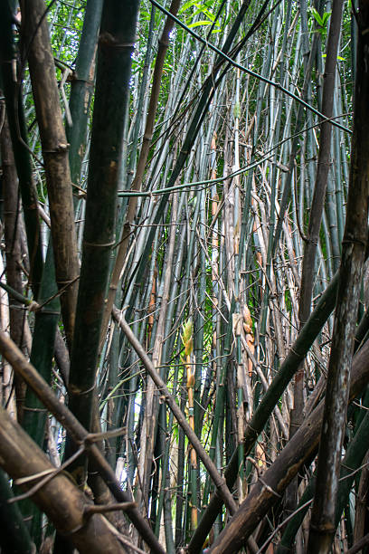 istock Dense Bamboo Forest with Tall Green Stems 2221609154