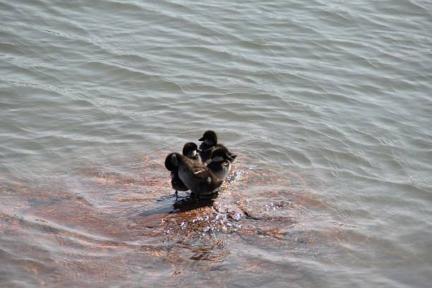 These baby birds in nature are little common goldeneyes. It looks like the birds are resting on a stone after swimming.