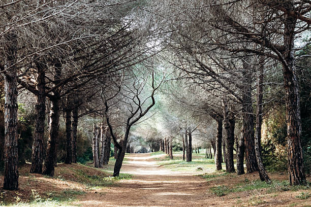 istock Sunlit pine forest path on Sainte-Marguerite Island 2221612514