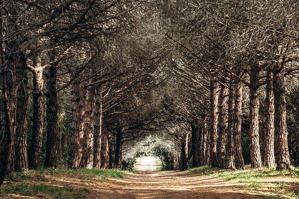 istock Sunlit pine forest path on Sainte-Marguerite Island 2221612530