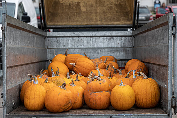 istock Pumpkins at a market 2221612561