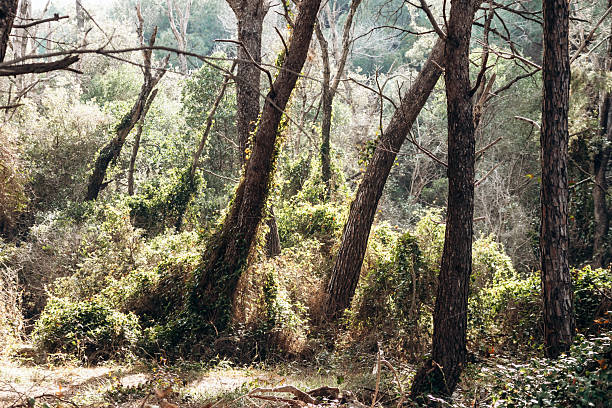 Sunlit pine forest path on Sainte-Marguerite Island