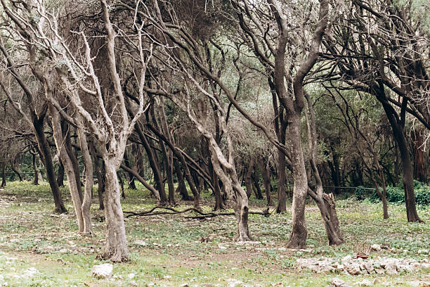 Sunlit pine forest path on Sainte-Marguerite Island