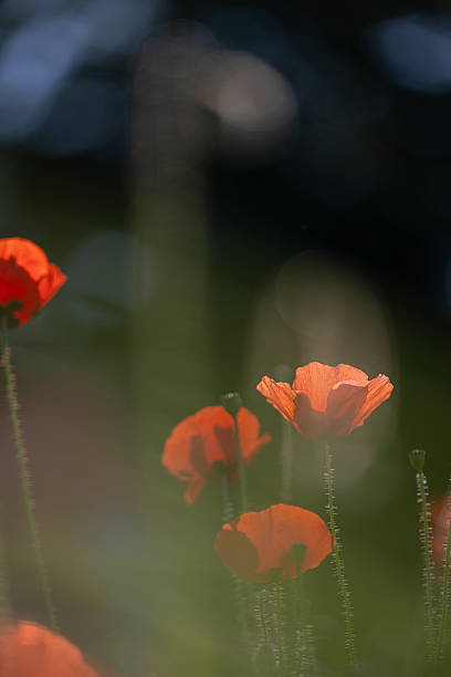istock Red poppy (papaver) flowers blooming in spring meadow 2221615459