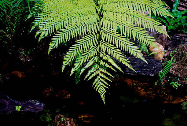istock Fern leaf close up shot with dark background 2221615610