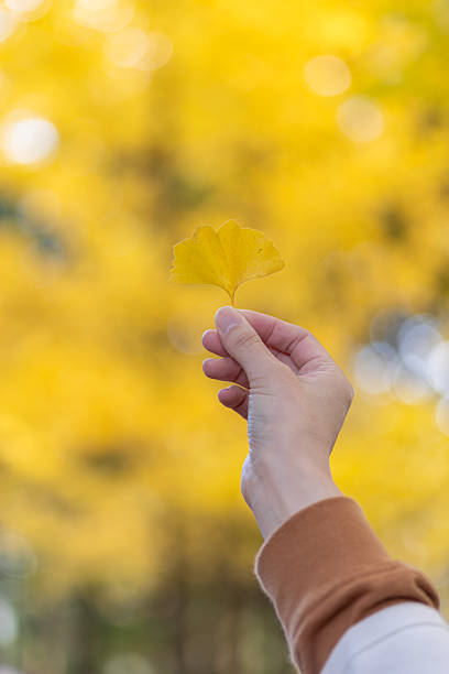 istock Person holding a yellow ginkgo leaf 2221616277