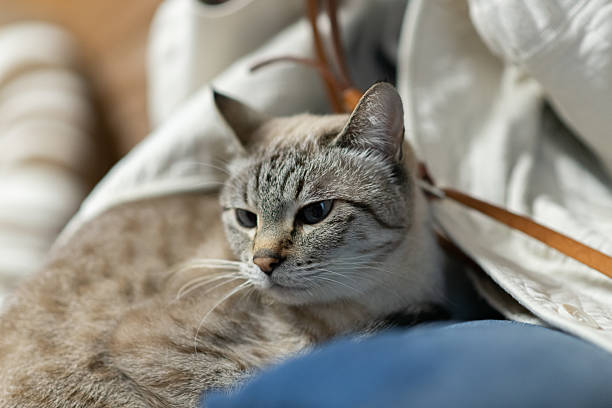 Owner hugging his cute cat