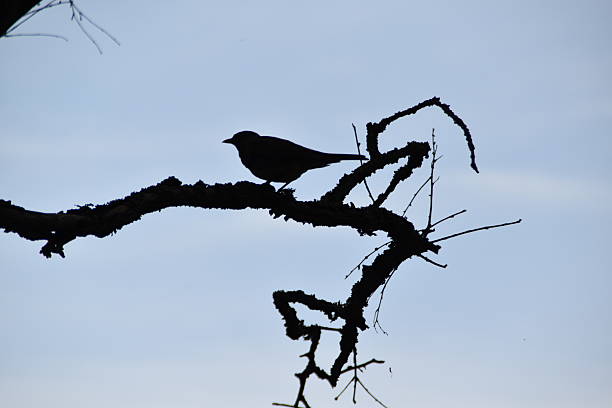 istock In A Lovely Silhouette 2221617234