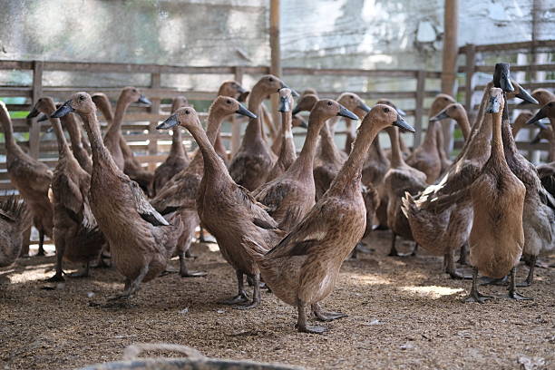 A group of ducks standing together inside a farmyard enclosure with a wooden fence, surrounded by straw bedding.