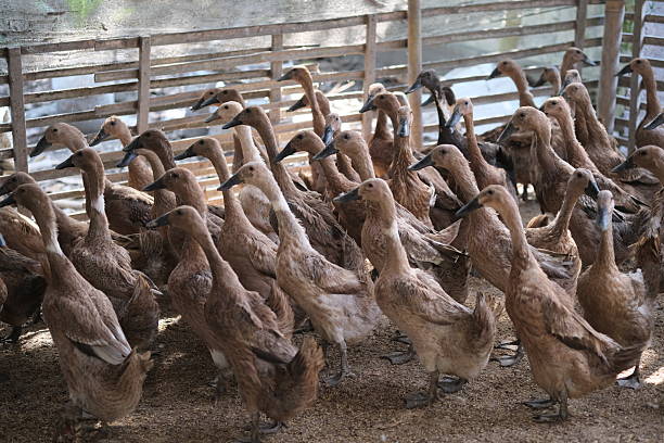 A group of ducks standing together inside a farmyard enclosure with a wooden fence, surrounded by straw bedding.