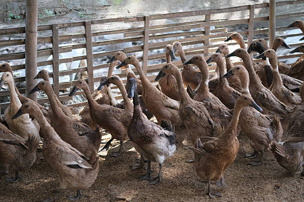 A group of ducks standing together inside a farmyard enclosure with a wooden fence, surrounded by straw bedding.