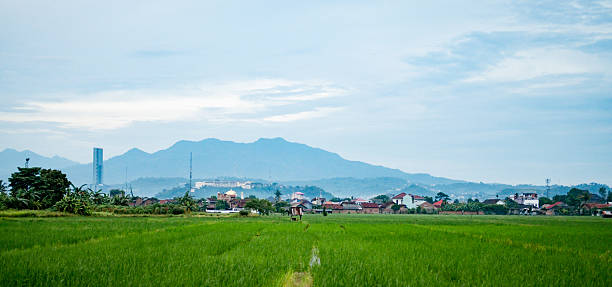 A vibrant green rice paddy stretches into the foreground, leading the eye towards a developing urban landscape nestled against a backdrop of distant, misty mountains. This wide shot beautifully captures the blend of traditional agriculture and modern grow