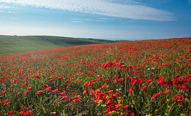 istock Brighton Poppies Woodingdean south downs 2221619143