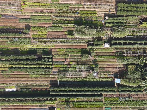 istock Farmers' vegetable fields and crops 2221619426