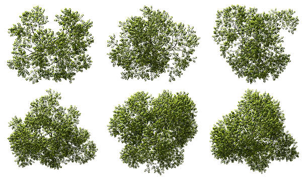 istock Aerial view greenery forest trees canopy cut out white backgrounds 3d render 2221625331