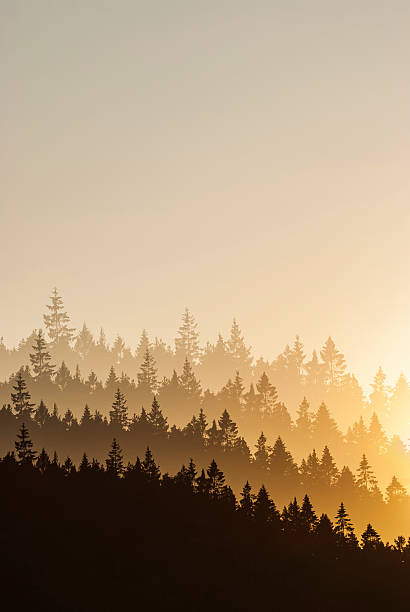 Multi exposure captures enchanting Swedish forest layers at dawn with gentle light and depth