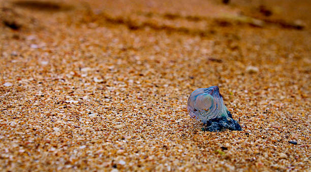 istock A Portuguese Man o' War (blue bottle jellyfish) stranded on a sandy beach. 2221627472