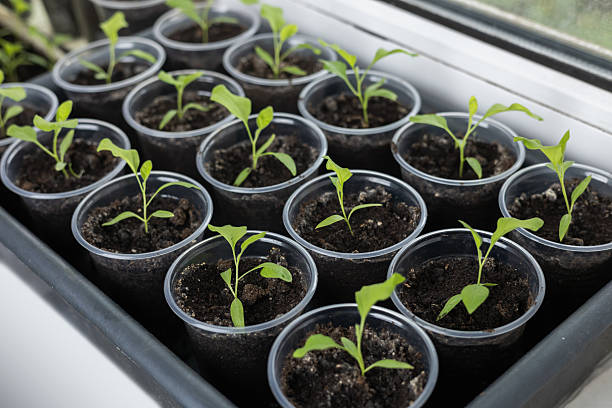 istock Vegetable seeding in pots on window sill 2221628850