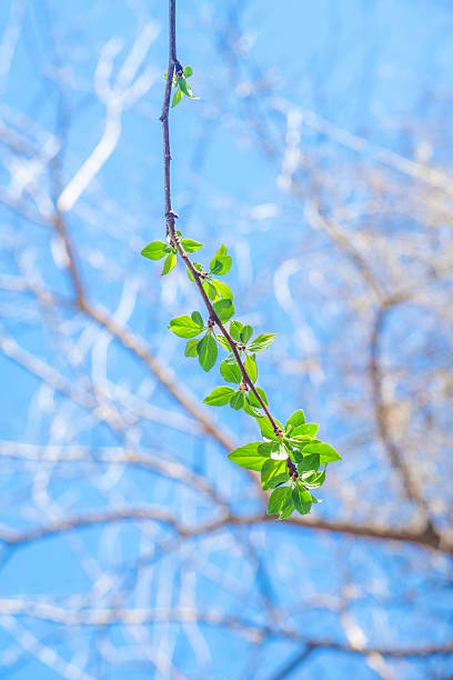 istock A thin branch with blossoming leaves. Small foliage begins to grow in spring. 2221629349