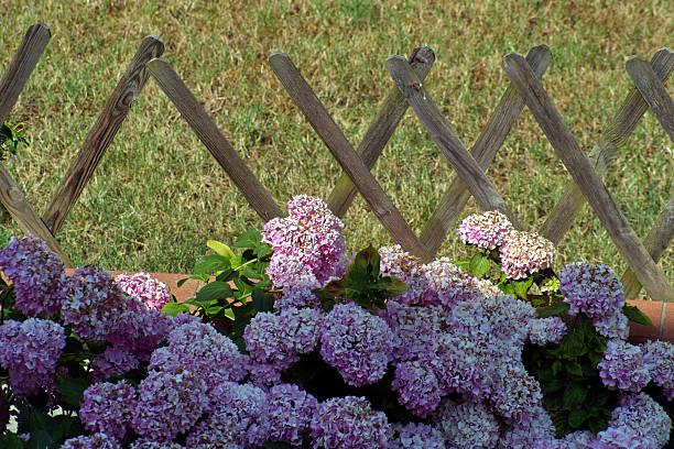Beautiful Hydrangea (Hortensia) shrubs on Sardinia