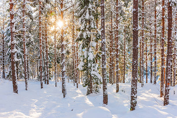 istock A serene winter sunset casts warm light through snow-covered trees in a Swedish forest 2221631760