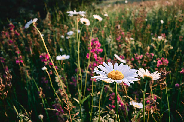 field with white daisies under sunny sky