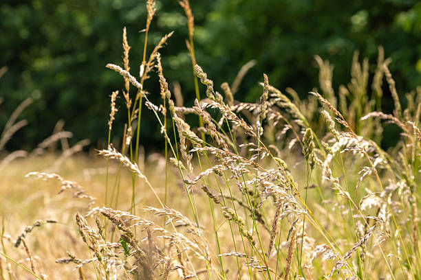 istock A field of tall, dry grass with a bright sun shining on it 2221633012
