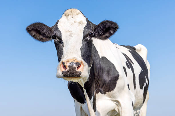 istock Cow black and white, authentic milker cattle, front view and a blue sky 2221635159