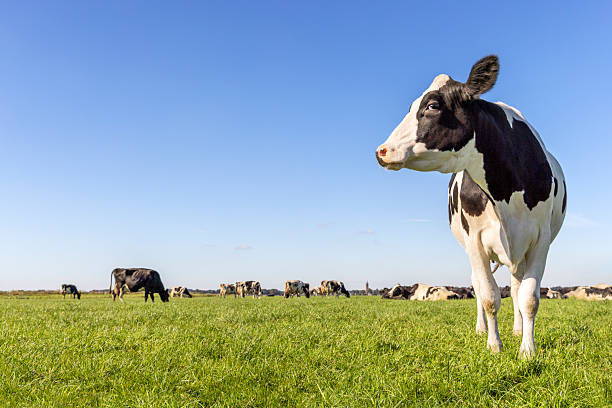 Cow on right edge, green grass in a field, blue sky