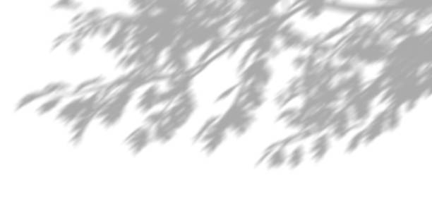 istock Tree limbs with shade movement realistic graphic on white backgrounds 3d illustrations 2221635513