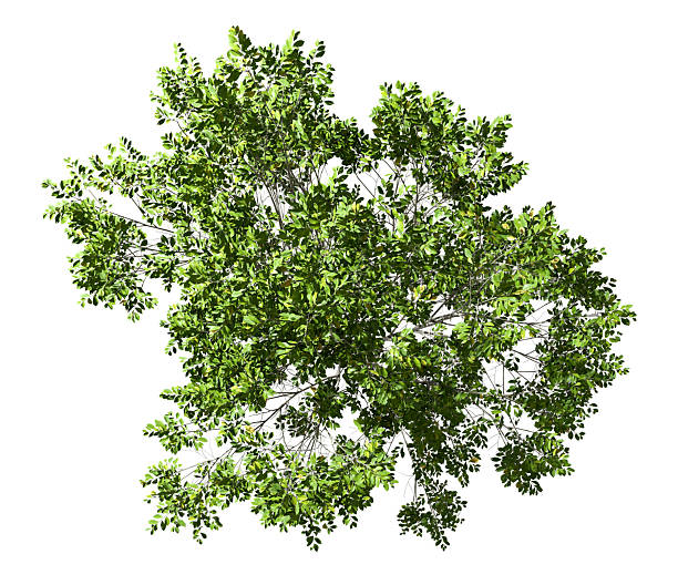istock Aerial view green trees canopy landscape on white backgrounds 3d render 2221635518