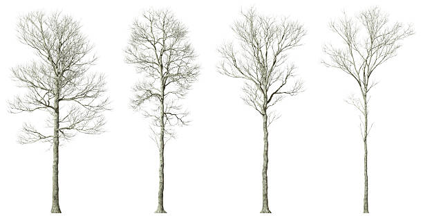 istock Solitary trees without foliage collections cutout on white backgrounds 3d illustrations 2221635519