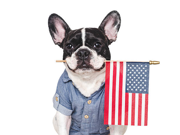 istock Cute puppy holding American Flag. Studio shot 2221636073