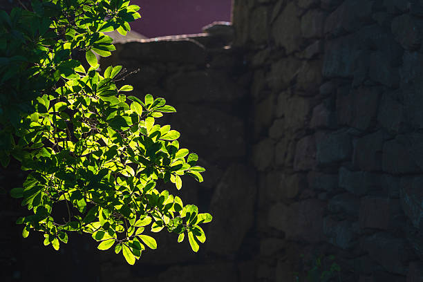 A green tree stands in front of a sturdy stone wall. The trees lush foliage contrasts against the weathered facade of the building, creating a striking scene.