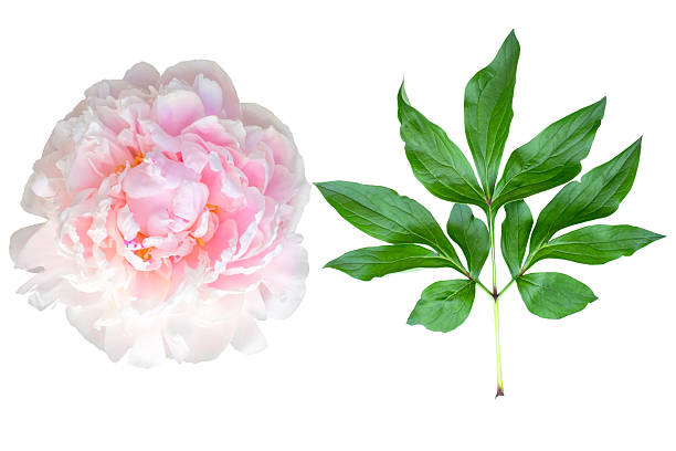 Pink peonies with morning dew close-up at sunrise