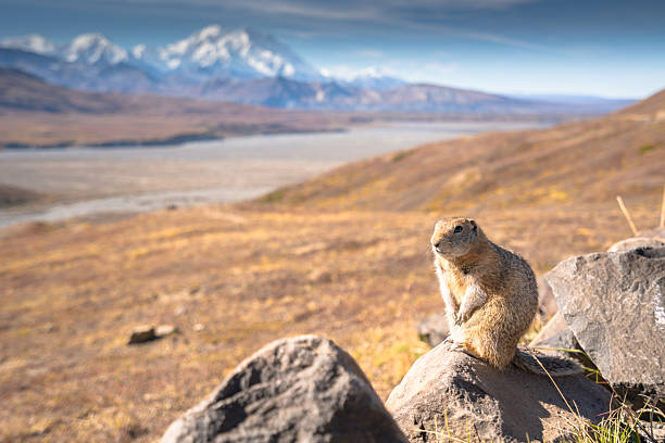 Hoary marmot at the top of mountain.